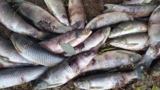 春季魚病的預(yù)防措施有哪些？