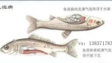 氣泡病對魚苗的成活率有多大？
