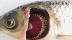 引起魚類爛鰓病的病因有哪些？如何防治？