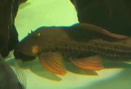 請(qǐng)問(wèn)清道夫這個(gè)是什么情況，不知道一顆啥東西，之前是...