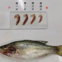 加州鱸魚(yú)苗階段指環(huán)蟲(chóng)危害嚴(yán)重應(yīng)該辦？