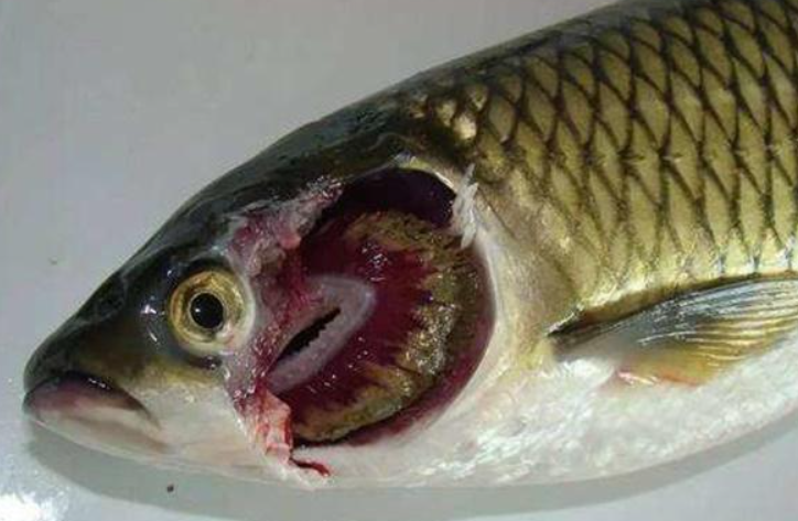 用樂欣 根治草魚爛腮
