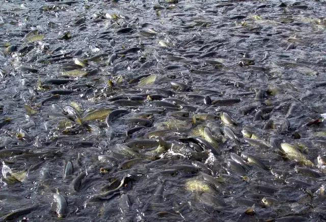 水產(chǎn)養(yǎng)殖魚病防控的基礎(chǔ)方法