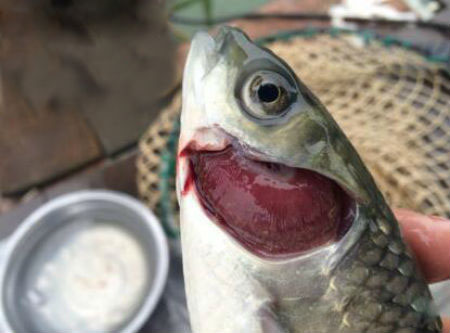 魚爛鰓是什么原因？魚鰓爛了怎么辦？