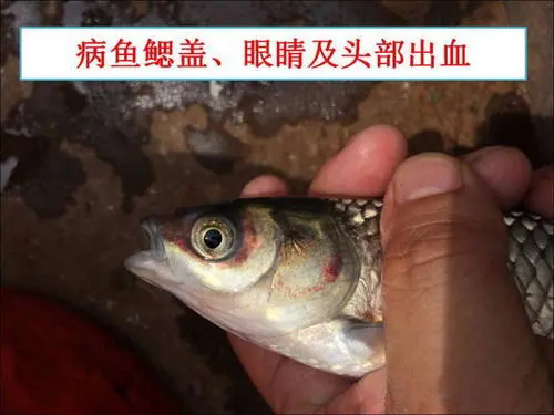 草魚細菌性敗血癥的癥狀是什么？怎樣預防?草魚細菌性敗血癥？ ...