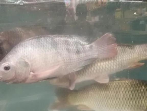 夏季魚病多發(fā)，養(yǎng)殖戶必須知道的6條養(yǎng)殖技巧！