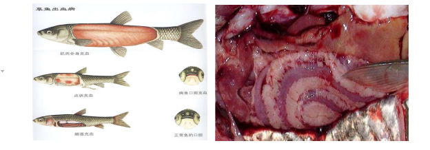 出血病范圍廣、發(fā)病率高，魚類常見幾種出血病分析及建議！ ...