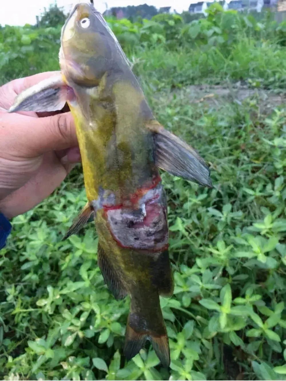 黃顙魚爛身來勢洶洶，給你三點管理要點！