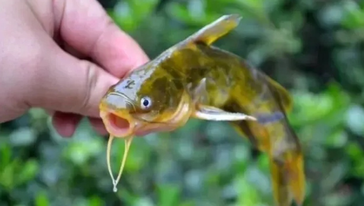 黃顙魚腹水病發(fā)病頻繁是什么原因？