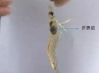 對于南美對蝦肝胰腺您了解多少呢？