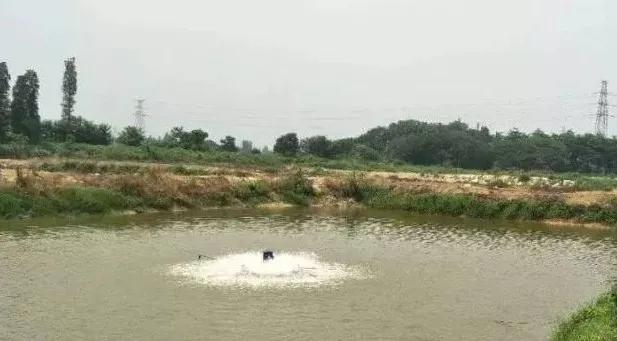 加州鱸出現(xiàn)爛身、潰瘍現(xiàn)象，我們該怎樣處理？