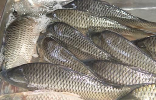 草魚飼料添加俠肝義膽——防治脂肪肝、保肝排毒！