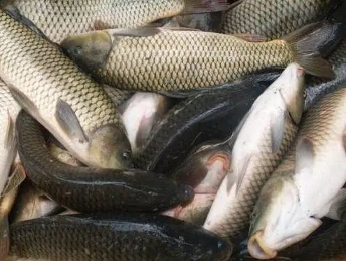 草魚價格上漲，養(yǎng)魚戶如何抓住高魚價？