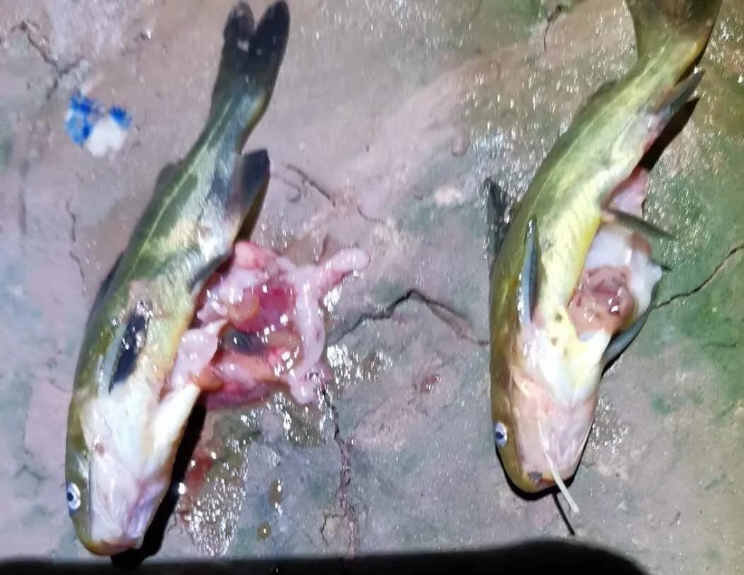 黃顙魚養(yǎng)殖否常用殺蟲藥？