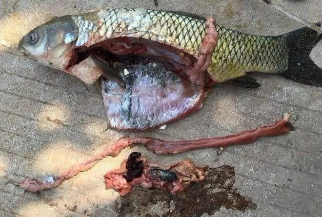 夏季草魚細菌性腸炎病的高發(fā)季節(jié)應(yīng)該如何預(yù)防？