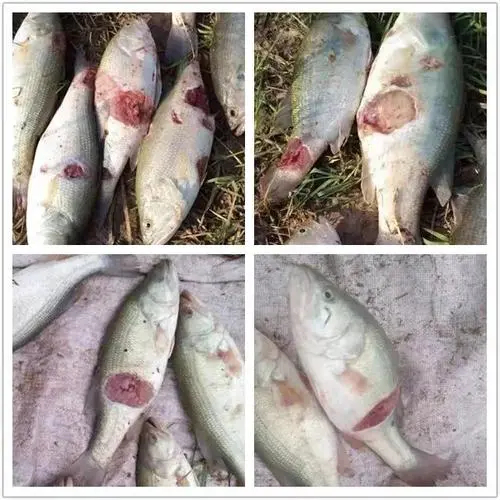 加州鱸爛身你處理對了嗎？