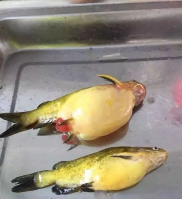 黃顙魚大肚子應(yīng)從哪些方面防控？