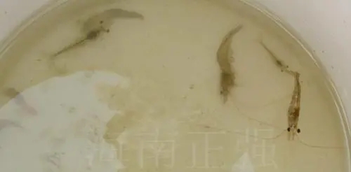 南美白對(duì)蝦游塘的七個(gè)原因分析及處理建議