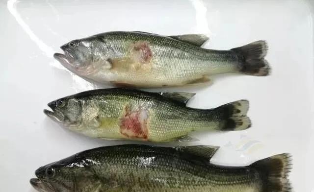 高溫季節(jié)加州鱸寄生蟲病高發(fā)期，一定要提早預(yù)防！