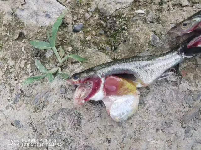 高溫期加州鱸死亡量大，應(yīng)該如何防治？