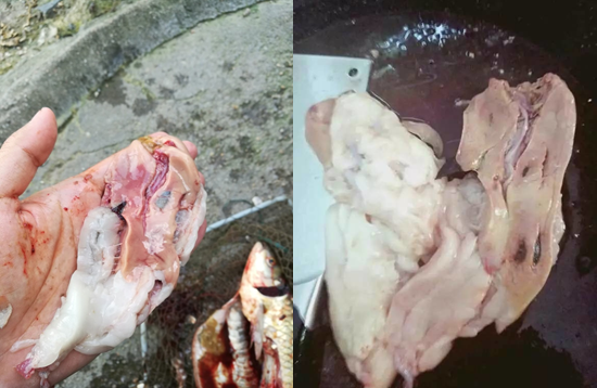 高溫期出魚應(yīng)激過強(qiáng)，脫粘、掉鱗、怎么解決？