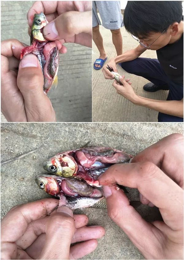 如何預(yù)防草魚脂肪肝病？