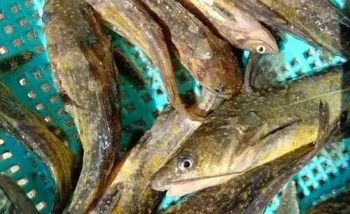 黃顙魚小瓜蟲正確的預(yù)防方法