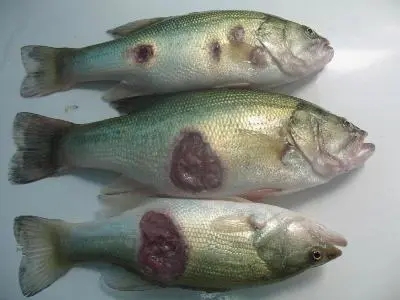 加州鱸出現(xiàn)爛身、潰瘍現(xiàn)象，該怎樣處理？