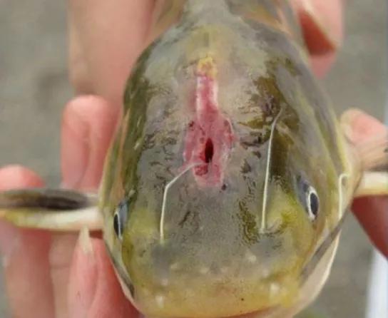 黃顙魚裂頭病發(fā)病原因以及防控措施
