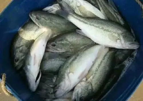 高溫期加州鱸出魚時出現(xiàn)硬骨病怎么辦？