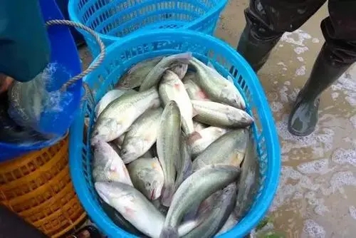 加州鱸如何防止出魚應(yīng)激死亡？