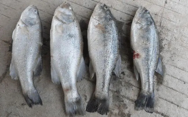 加州鱸如何防止出魚應(yīng)激死亡？