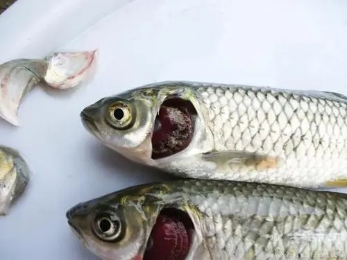 針對草魚爛鰓病應(yīng)該如何預(yù)防？
