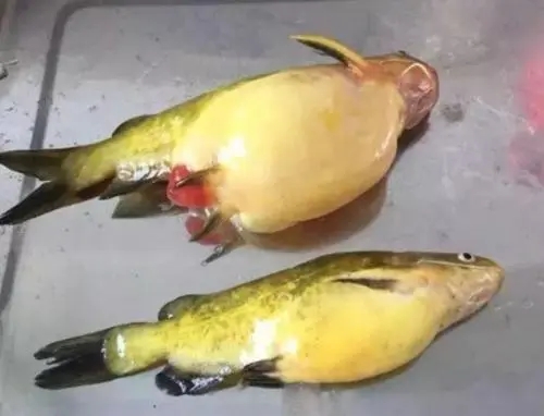 黃顙魚腹水病的發(fā)病原因和防治方法