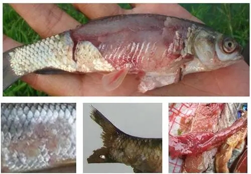 你知道多少有關(guān)草魚(yú)爛身的病因