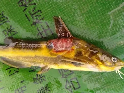 黃顙魚爛身你還不知道該怎么治嗎？