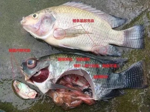 白露期前后如何預防羅非魚鏈球菌??？