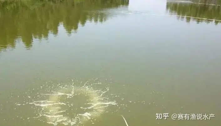 秋分前后水產養(yǎng)殖應該從哪些方面做好預防管理？這幾點值得借鑒 ...