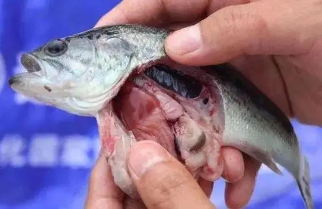 加州鱸養(yǎng)殖過程中出現(xiàn)肝膽疾病怎么辦？如何保護加州鱸肝臟？ ...