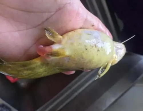 什么原因?qū)е曼S顙魚腹水病發(fā)生？如何防治？