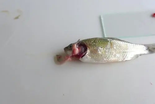 鯽魚頭號殺手——孢子蟲爆發(fā)，如何防治？