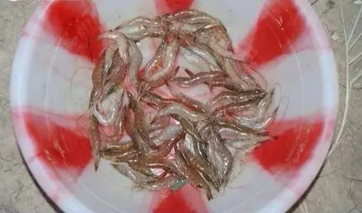 南美白對蝦爆發(fā)病毒病了怎么辦？養(yǎng)殖戶要注意什么？