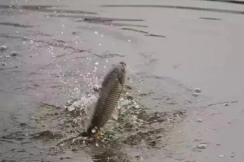 如何提高魚體成活率，降低魚類越冬掉膘？