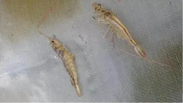 入秋后對蝦應激反應嚴重？做好這幾點，提高對蝦抗應激能力 ...