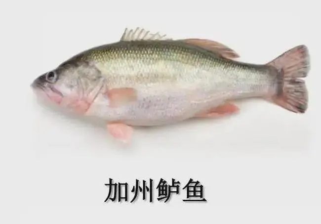 加州鱸此時出魚會面臨哪些問題，如何出魚？