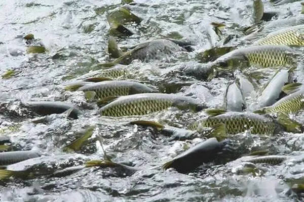 如何讓魚類安全越冬？三大管理方案，供養(yǎng)殖戶參考