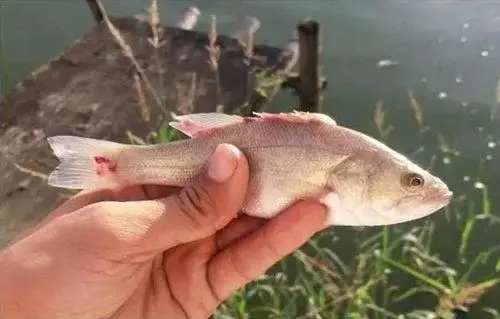魚苗熟身問題該如何去預(yù)防呢？