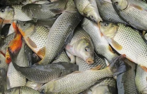 春季上市前，如何促進越冬魚體質(zhì)恢復(fù)？