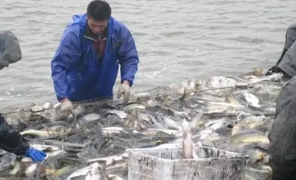 如何應(yīng)對魚類低溫應(yīng)激反應(yīng)？增強魚體體質(zhì)是關(guān)鍵