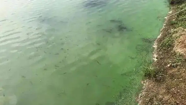淡水魚越冬綜合癥的預(yù)防措施